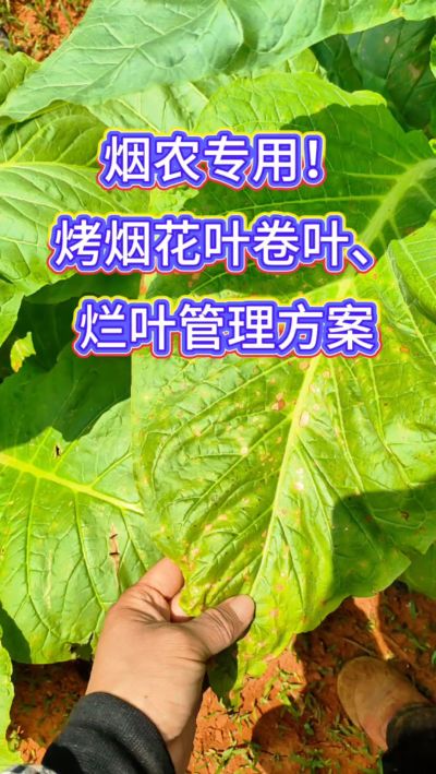 烟叶种植想高产，记住一防、二控、三巩固！
