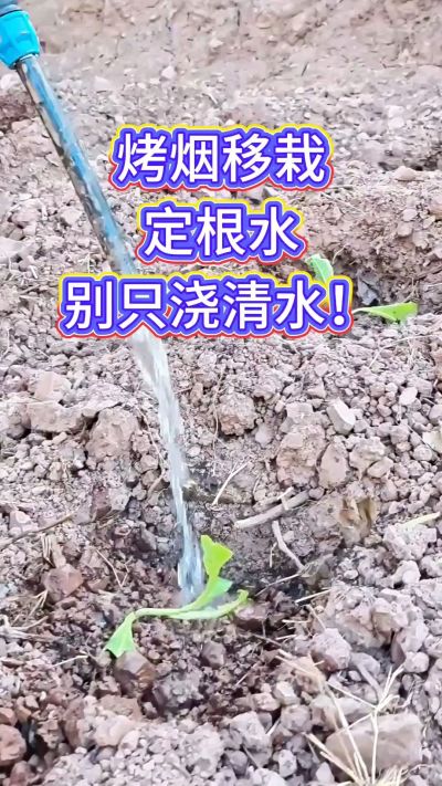 烤烟移栽别只浇清水！定根水这么配，烟苗缓苗快、扎根稳，重茬地也能壮苗，后期长势看得见～