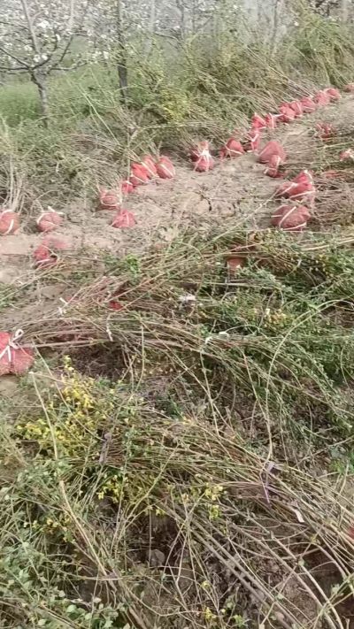 出售药用连翘苗，科研五号优质种苗，2/5年苗，药用连翘树，挂果树，全国包邮到家！财富密码18534302961