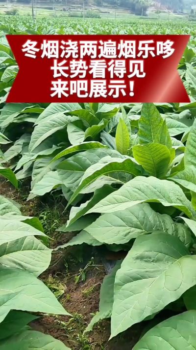 冬烟浇两遍烟乐哆生根套餐
根系壮、长势旺
好烟都是管出来的
实拍效果看得见，欢迎烟农朋友交流经验
