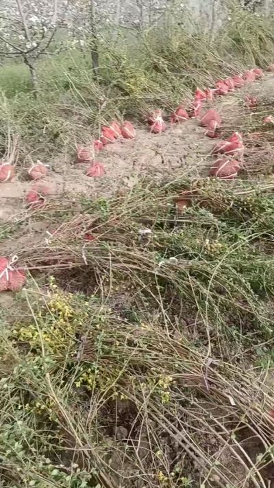 出售药用连翘苗，科研五号优质种苗，2/5年苗，药用连翘树，挂果树，全国包邮到家！财富密码18534302961