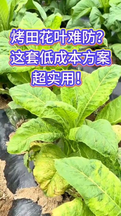 烟田花叶防控方案分享，低成本辅助预防与早期控制，壮株健苗、兼顾防蚜传毒。需要用法用量的朋友，关注+评论&ldquo;配方&rdquo;即可获取～