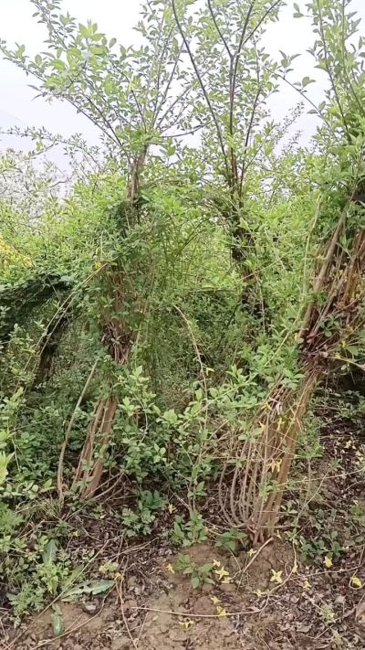 出售药用连翘苗，科研五号优质种苗，2/5年苗，药用连翘树，挂果树，全国包邮到家！财富密码18534302961