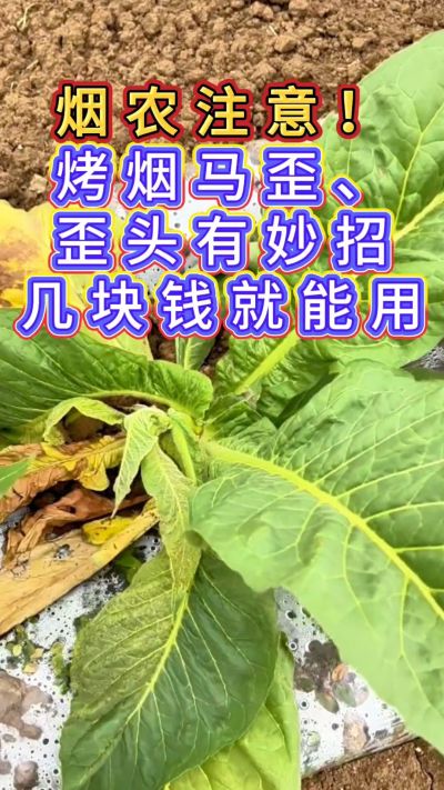 烟农注意，烤烟花叶马歪问题有妙招，几块钱就能用