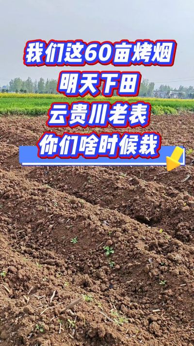 烤烟移栽季，我们60亩明天下田，云贵川老表，你们开栽了吗？