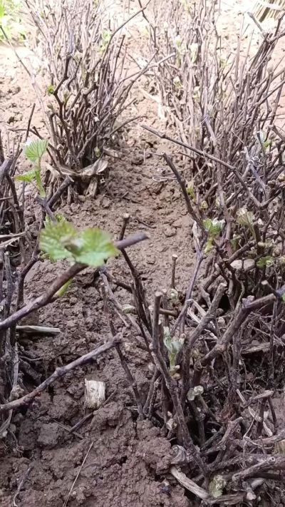 出售巨峰葡萄苗。药用连翘苗，科研五号优质种苗，2/5年苗，药用连翘树，挂果树，全国包邮到家！财富密码18534302961