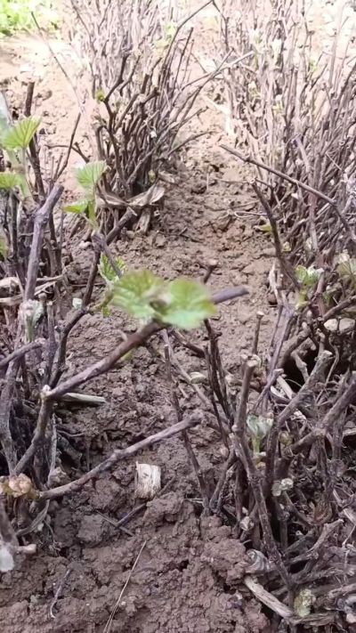 出售五角枫2年苗，500棵。巨峰葡萄苗。2000棵。低价处理。需要联系18534302961